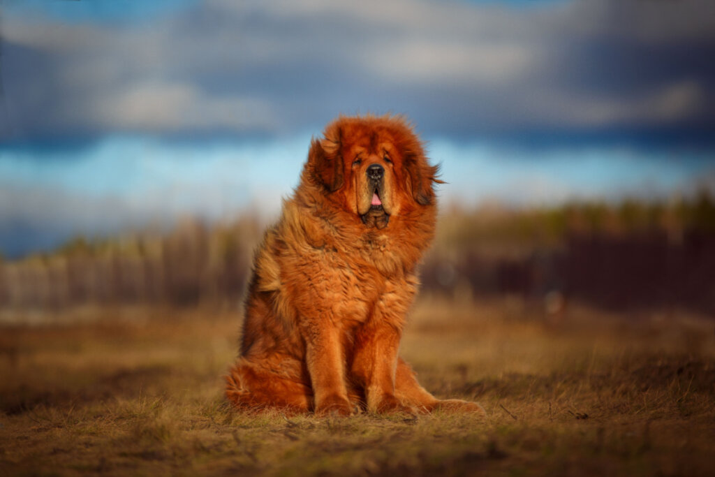 Mastim tibetano com pelo marrom ao ar livre