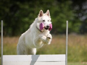 4 características do cachorro pastor branco suíço