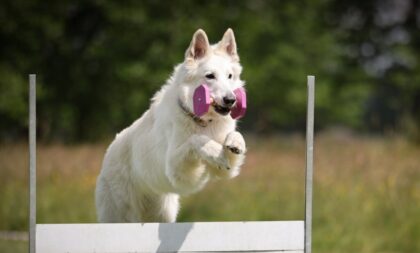 4 características do cachorro pastor branco suíço