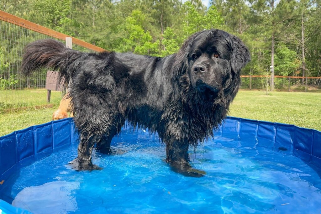 Cachorro com pelagem preta longa da raça Terra Nova dentro de uma piscina 