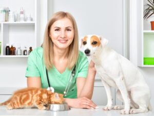 8 especialidades veterinárias e quando procurar cada uma delas