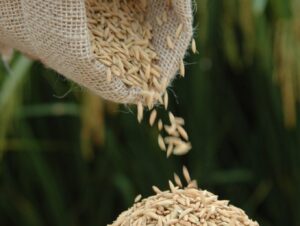 Preços do arroz chegam aos menores patamares desde maio