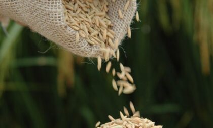 Preços do arroz chegam aos menores patamares desde maio