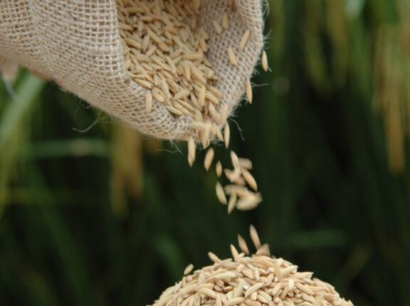 Preços do arroz chegam aos menores patamares desde maio