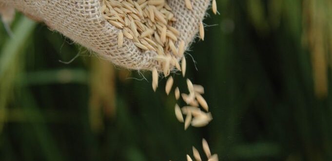 Preços do arroz chegam aos menores patamares desde maio