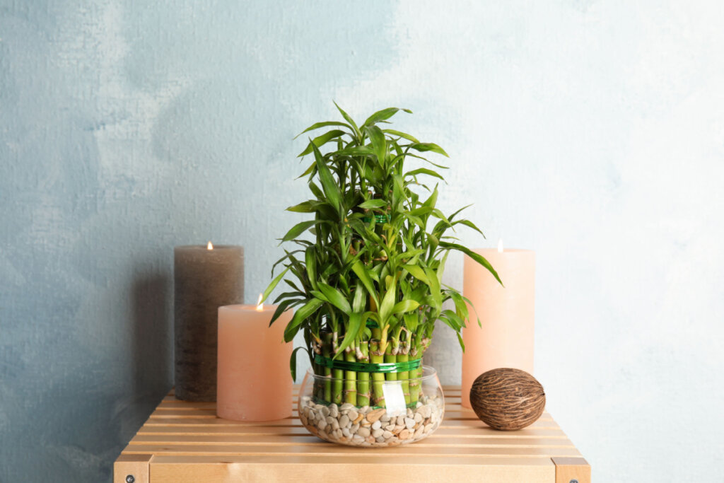 Bambu-da-sorte em cima de um móvel de madeira com velas ao lado