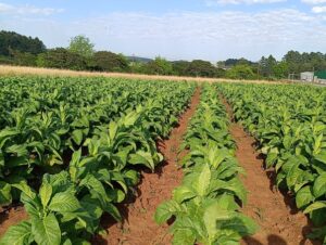 Abertura da Colheita do Tabaco no RS será em Rio Pardo