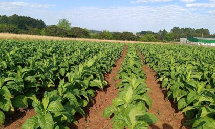 Abertura da Colheita do Tabaco no RS será em Rio Pardo