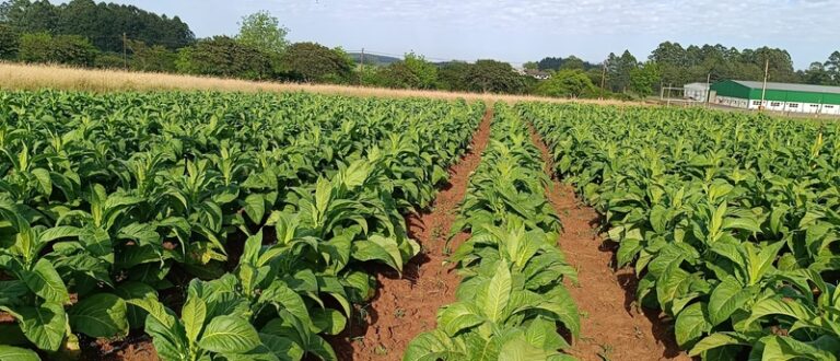 Abertura da Colheita do Tabaco no RS será em Rio Pardo