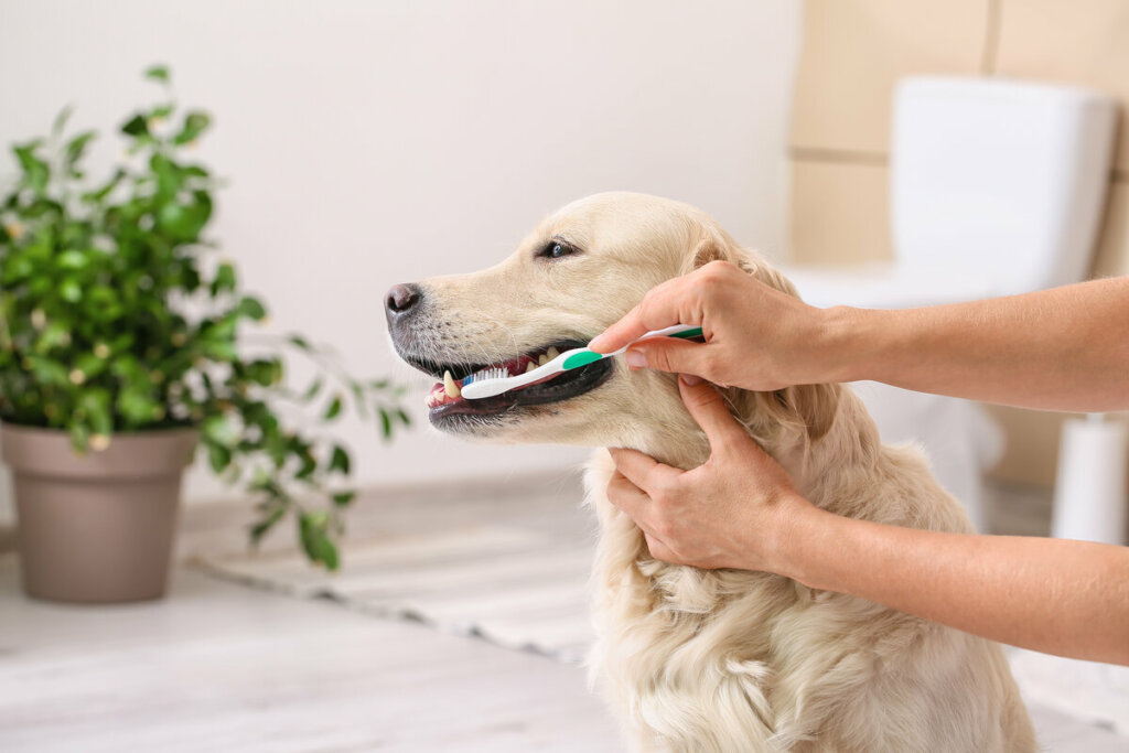 Cachorro olhando para o lado com pessoa escovando os seus dentes