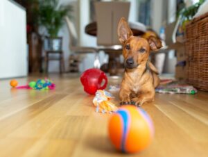 8 dicas para fortalecer o vínculo com o cachorro 