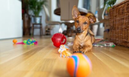 8 dicas para fortalecer o vínculo com o cachorro 