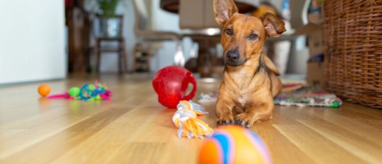 8 dicas para fortalecer o vínculo com o cachorro 