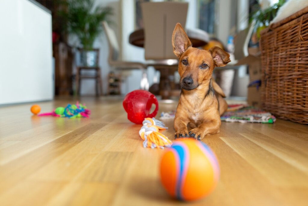 Cachorro deitado e na frente dele há brinquedos espalhados