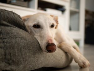 5 dicas para reduzir o estresse do cachorro durante a chuva