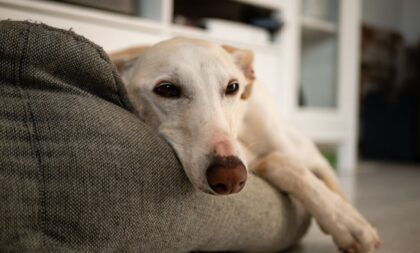 5 dicas para reduzir o estresse do cachorro durante a chuva