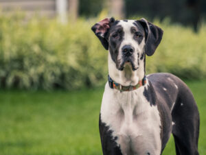 8 maiores raças de cachorro do mundo