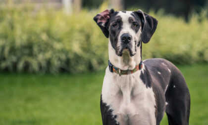 8 maiores raças de cachorro do mundo