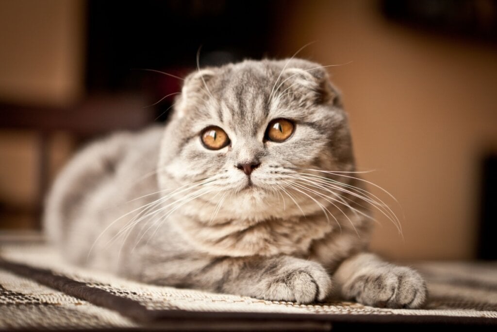 gato da raça scottish fold deitado em um tapete