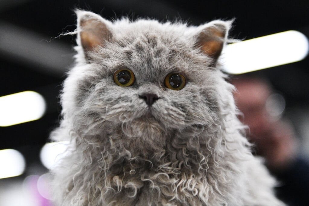 close do rosto do gato da raça selkirk rex