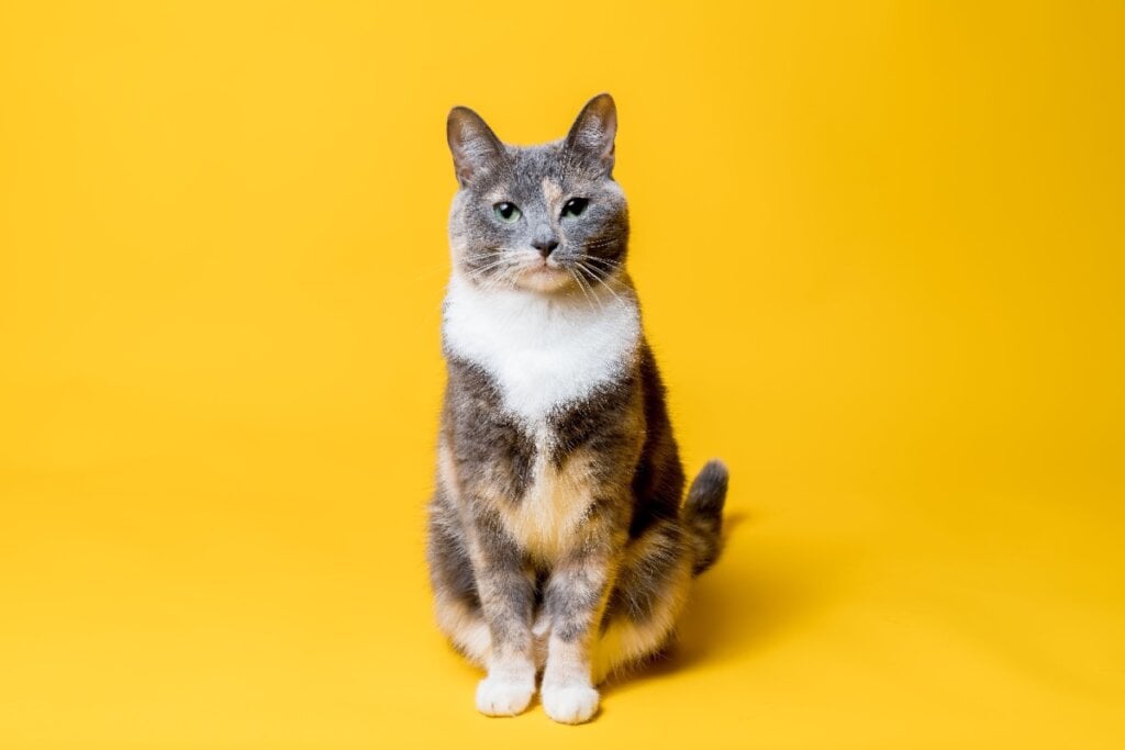 Gato com expressão confiante e charmosa, sentado contra um fundo amarelo vibrante