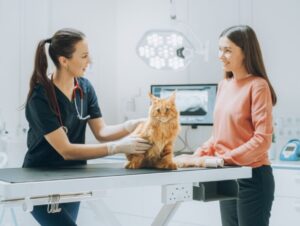 Veja como proteger seu animal dos riscos de envenenamento