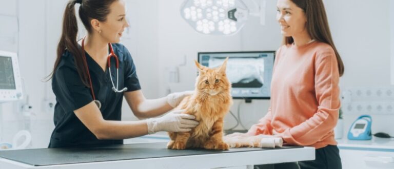 Veja como proteger seu animal dos riscos de envenenamento