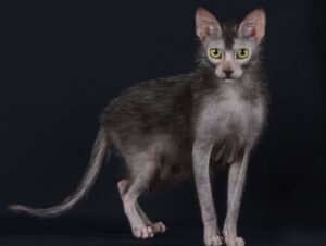 4 características do gato exótico da raça lykoi