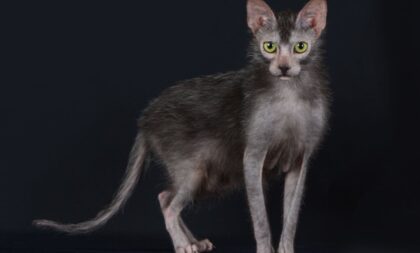 4 características do gato exótico da raça lykoi