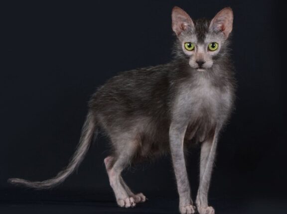 4 características do gato exótico da raça lykoi