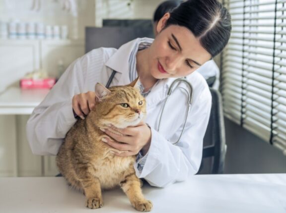 Veja os sintomas do câncer de próstata em cachorros e gatos