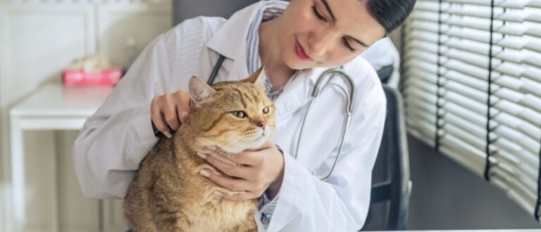 Veja os sintomas do câncer de próstata em cachorros e gatos