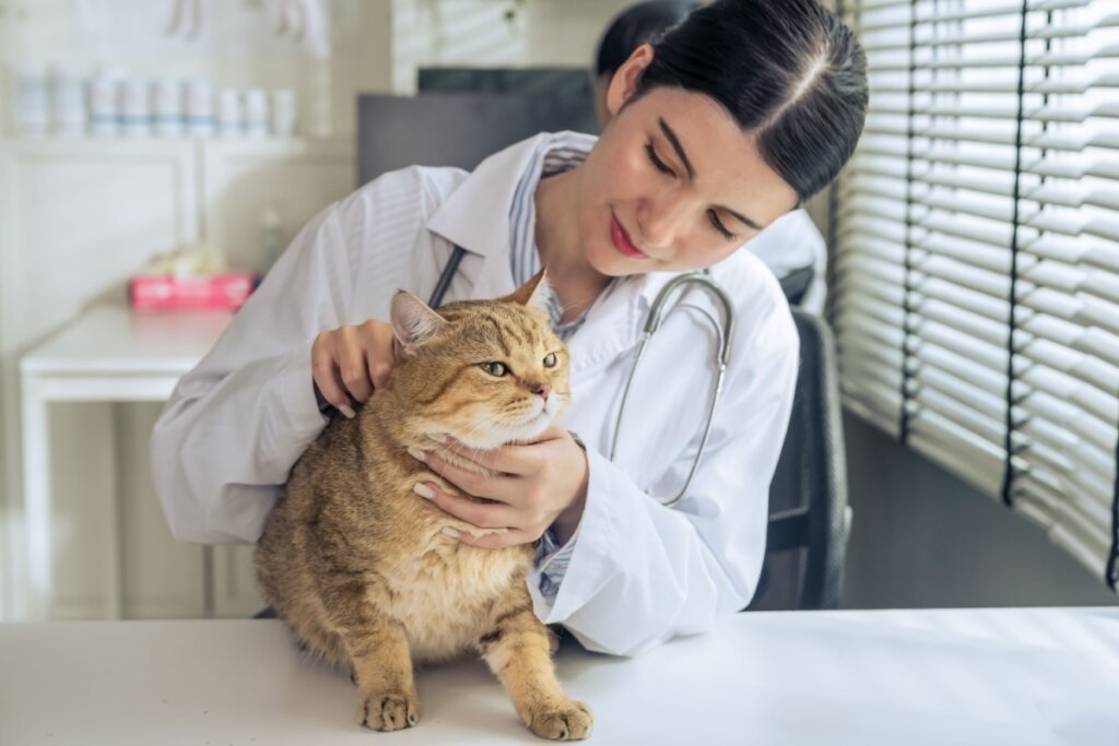 Gato sendo atendido pelo veterinário