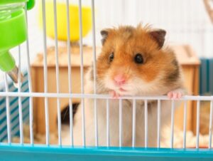 5 curiosidades fascinantes sobre os hamsters