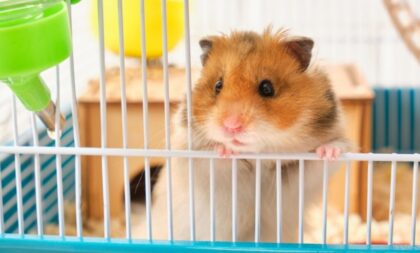 5 curiosidades fascinantes sobre os hamsters