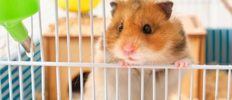 5 curiosidades fascinantes sobre os hamsters