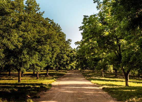 Pomares da Pecanita na BR-153, distrito de Cordilheira: empresa está em conformidade com as normas internacionais / Foto: Pecanita/Divulgação