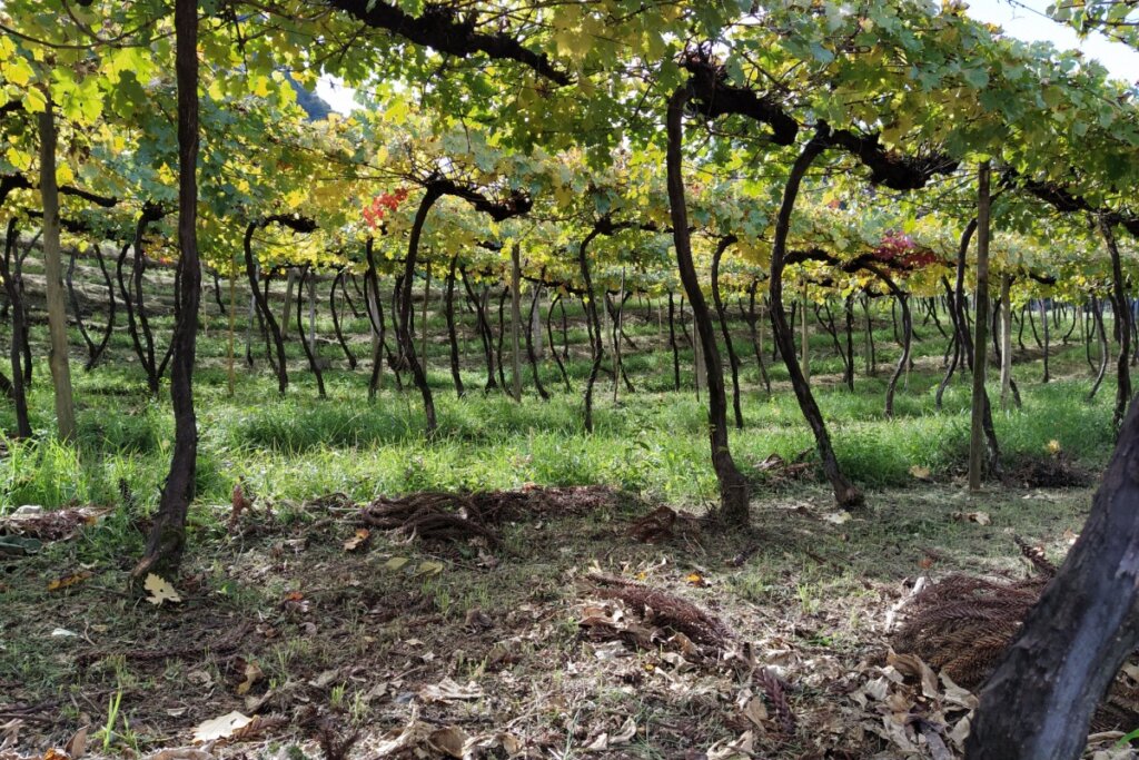 Campo de plantação de uva no Sul do Brasil