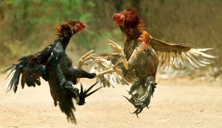 Rinha de galo é prática criminosa que pode resultar em detenção para quem promove, aposta ou apenas assiste / Foto: Divulgação