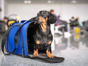 Conheça as novas regras para o transporte aéreo de animais 