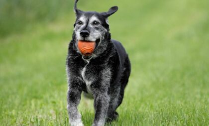 8 brincadeiras seguras para cachorros idosos