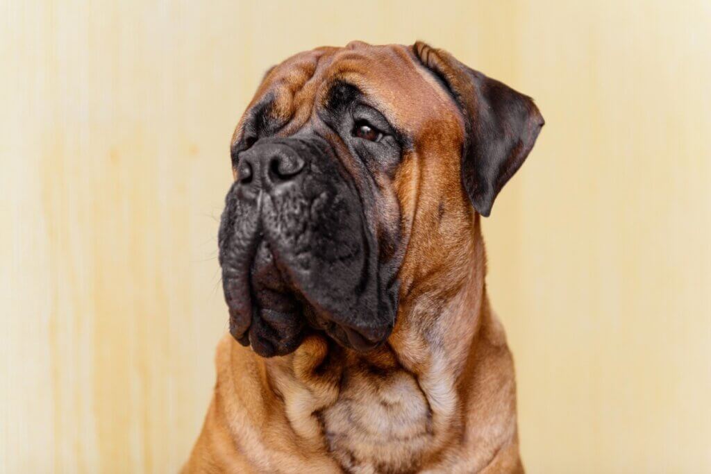 Cachorro da raça Bullmastiff olhando para o lado