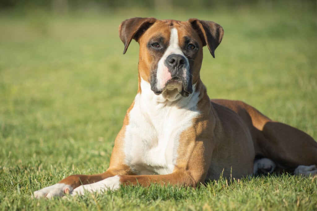 Cachorro boxer deitado na grama