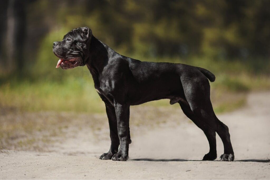 Cachorro cane corso em pé na rua 