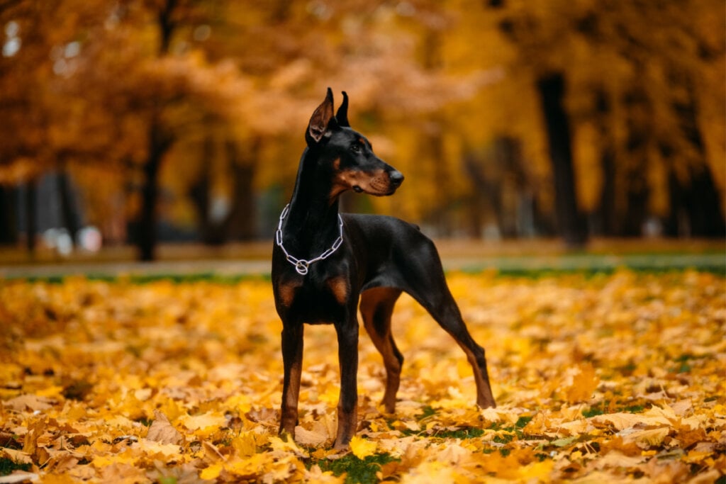 Dobermann em uma floresta