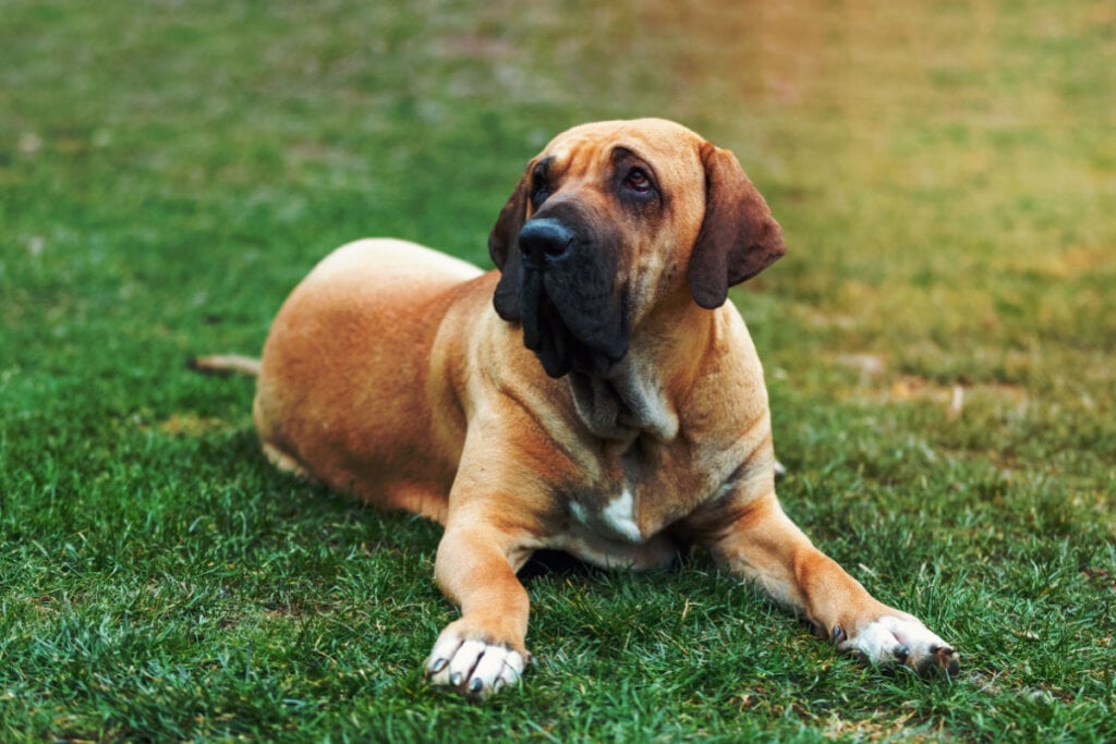 Fila brasileiro marrom deitado em grama