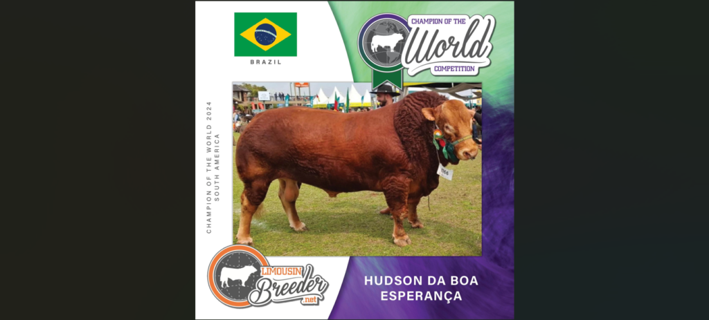 Touro Hudson da Boa Esperança, do agropecuarista Cacaio Lima, de Cachoeira do Sul, sagrou-se segundo melhor exemplar da raça Limousin da América do Sul em concurso de revista especializada / Foto: Reprodução