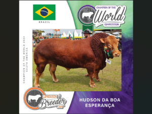 Limousin de Cachoeira do Sul é o 2º melhor da raça na América do Sul