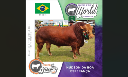 Limousin de Cachoeira do Sul é o 2º melhor da raça na América do Sul