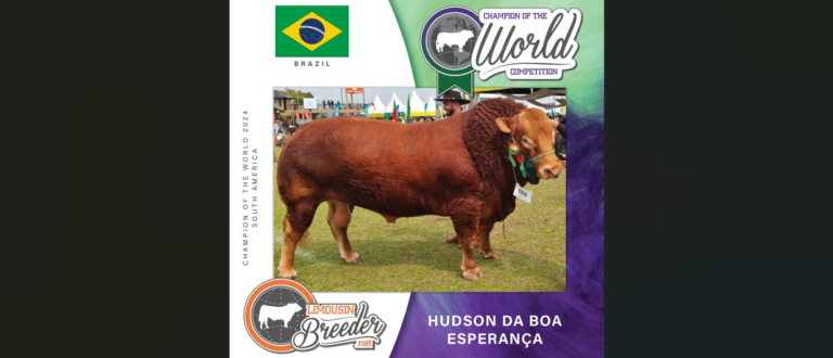 Limousin de Cachoeira do Sul é o 2º melhor da raça na América do Sul